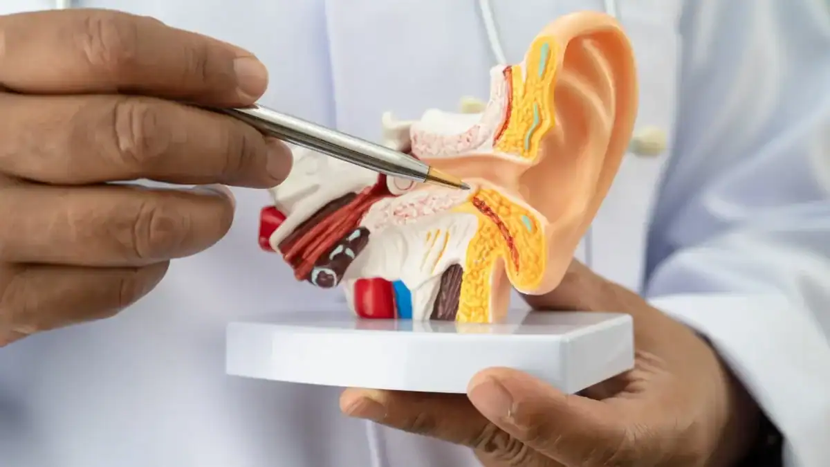 Explore how the shape of the ear affects sound direction awareness. Learn how the outer ear helps the brain locate sounds.